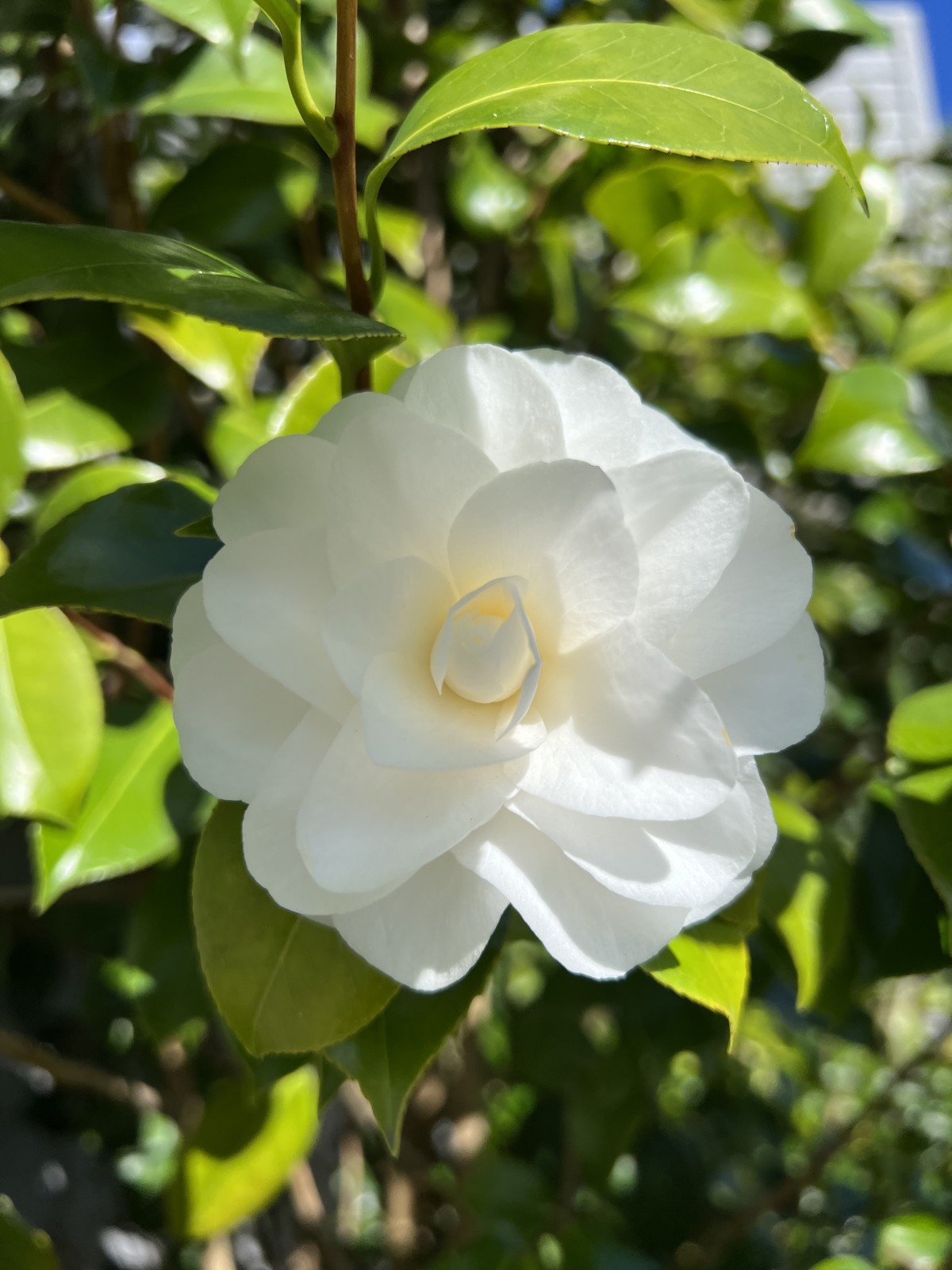 Choisi le photographe qui fera les photos de votre mariage