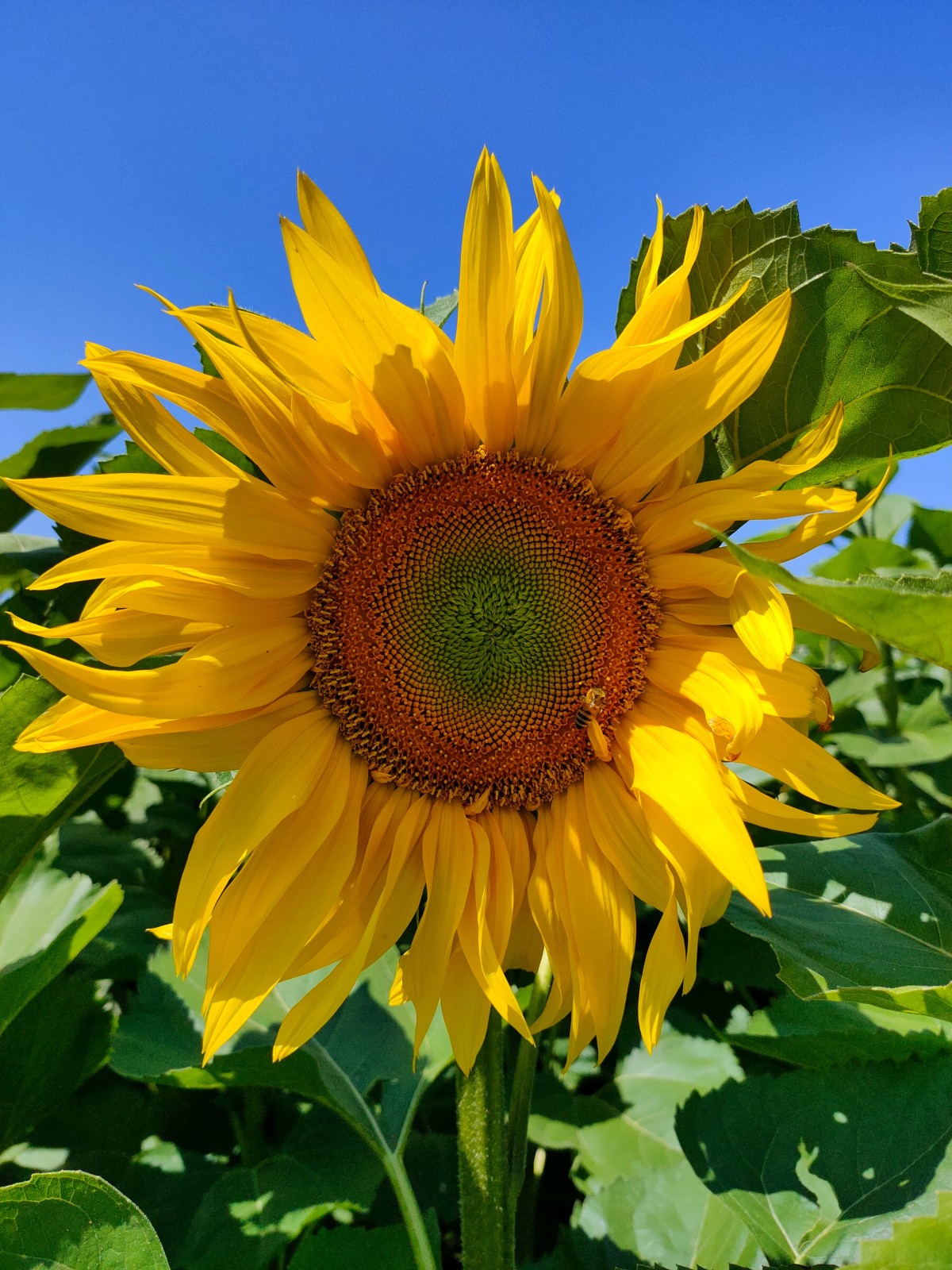 Services de gestion locative de Flo Conciergerie