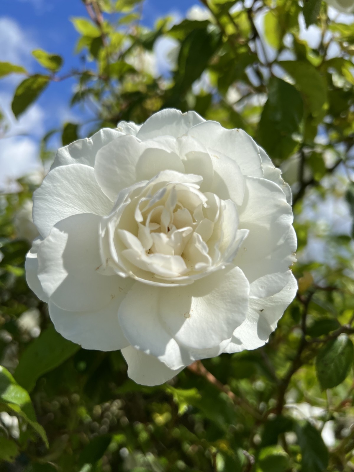 Comment choisir son traiteur pour un mariage à Dieppe en Normandie ?