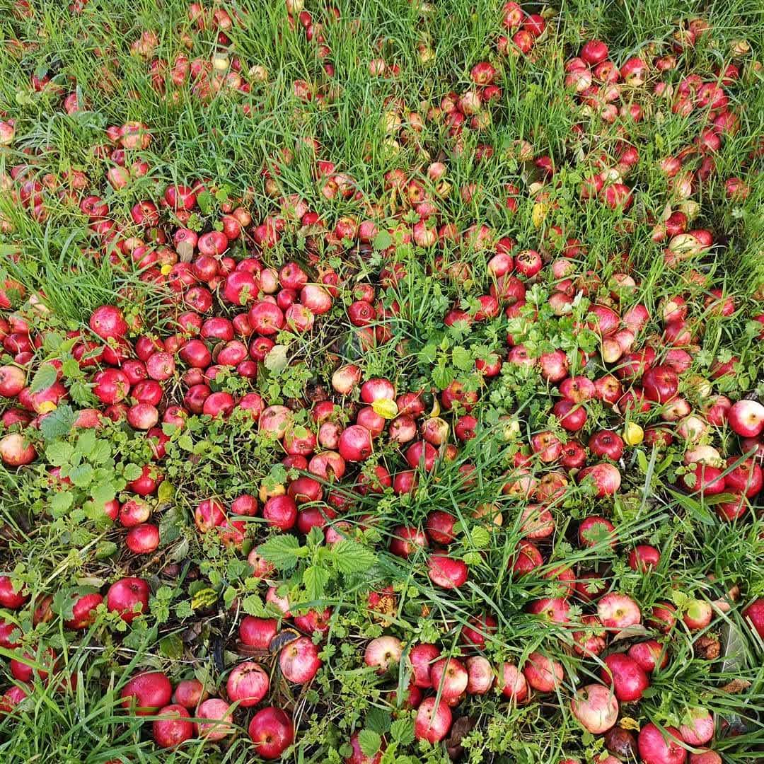 Les belles pommes du Pays de Caux servent à la fabrication du caramel de Pomme Dieppois