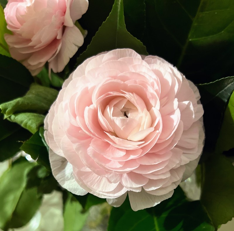 Quelles sont les étapes pour organiser un mariage en Normandie prés de Dieppe ?