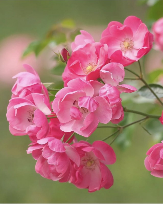 Quelles sont les étapes pour organiser un mariage en Normandie prés de Dieppe ?