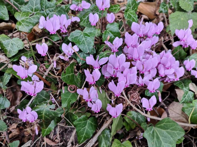 Varengeville sur mer 