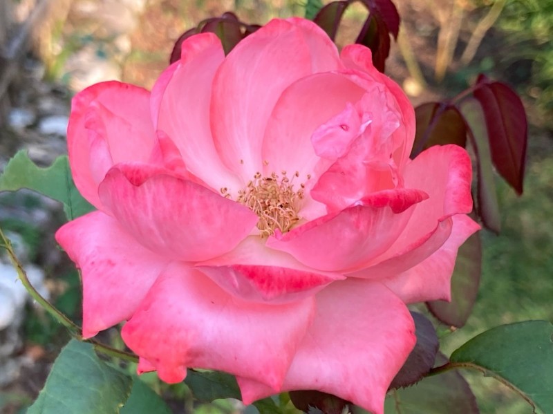 maximiser ses revenus de location courte durée avec Flo Conciergerie