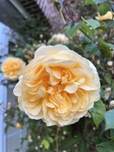 louer un gite pour 4 personnes à Pourville sur mer