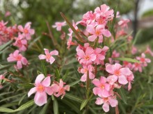 Organiser un mariage en faisant appel à un wedding planer