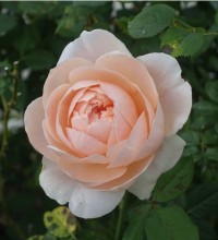 Comment choisir son traiteur pour un mariage à Dieppe en Normandie ?