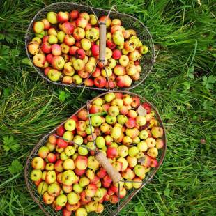 Récolte des pommes à la main en Normandie